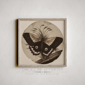 Impresión de mariposa victoriana vintage / Moody Dark Cottagecore Insect Square imprimible arte de pared / Estética de la Academia oscura / Descarga digital