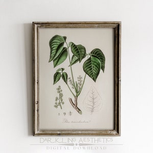 Vintage Poison Ivy Chart Print / Botanical Cottagecore Plant Biología Oscura Arte de pared imprimible / Estética de la Academia Oscura / Descarga digital