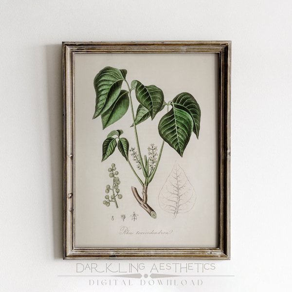 Vintage Poison Ivy Chart Print | Botanische Cottagecore Pflanze Dark Biology druckbare Wandkunst | Dark Academia Ästhetik | Digitaler Download