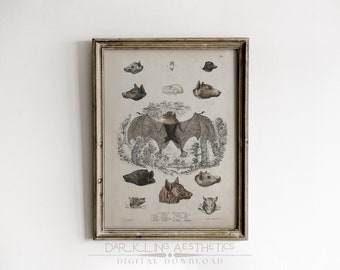 Bat Study Chart | Vintage Moody Victorian Dark Cottagecore Printable Wall Art | Dark Academia Aesthetic | Halloween Art | Digital Download