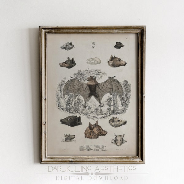 Bat Study Chart | Vintage Moody Victorian Dark Cottagecore Printable Wall Art | Dark Academia Aesthetic | Halloween Art | Digital Download