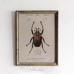 Goliath Beetle Chart Print | Vintage Moody Cottagecore Insect Ephemera Printable Wall Art | Dark Academia Aesthetic | Digital Download