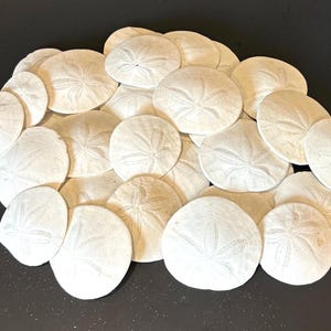 Pacific Northwest Sand Dollars (Set of 12): 2.5" to 3" Craft Shells, Beach Wedding Decor