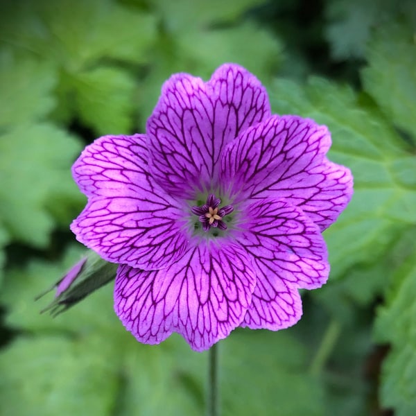 Flower Photograph, Digital Flower Photo Download, Printable Photo, Downloadable Flower Photo, Purple Flower Photo