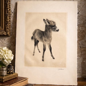 May include: A vintage print of a young deer, rendered in shades of gray and brown. The artwork is on aged paper, with a subtle sepia tone. The deer is depicted in a standing pose, with a detailed, realistic style. The print is displayed on a wooden surface.