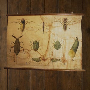 Stara mapa szkół owadów z lat 1900. – Duży baner ścienny z materiałami biologicznymi – Wydruk entomologiczny – Zwijana ilustracja naukowa 40x28