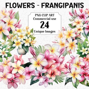 Flowers - Frangipanis Watercolor Floral Clipart, Craft Sublimation, Card Decorations, Digital Download Commercial use Transparent PNG bundle