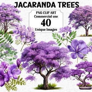 Jacaranda arbres aquarelle violet Clipart, numérique Nature vert feuilles, utilisation commerciale pour téléchargement immédiat, lot de sublimation PNG transparent