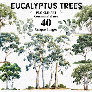 Eucalyptus arbres aquarelle Clipart, numérique Nature vert feuilles, lot de Sublimation PNG australien transparent pour utilisation commerciale téléchargement immédiat