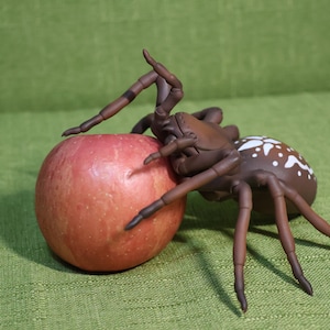 Simulation Spider Model