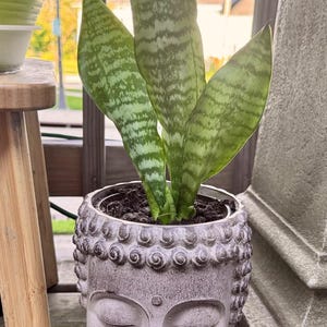 May include: A snake plant in a grey Buddha head pot. The plant has green and grey striped leaves. The pot sits on a wooden surface. The background includes a green pot and a wooden table leg. The pot is approximately 15 cm in diameter.