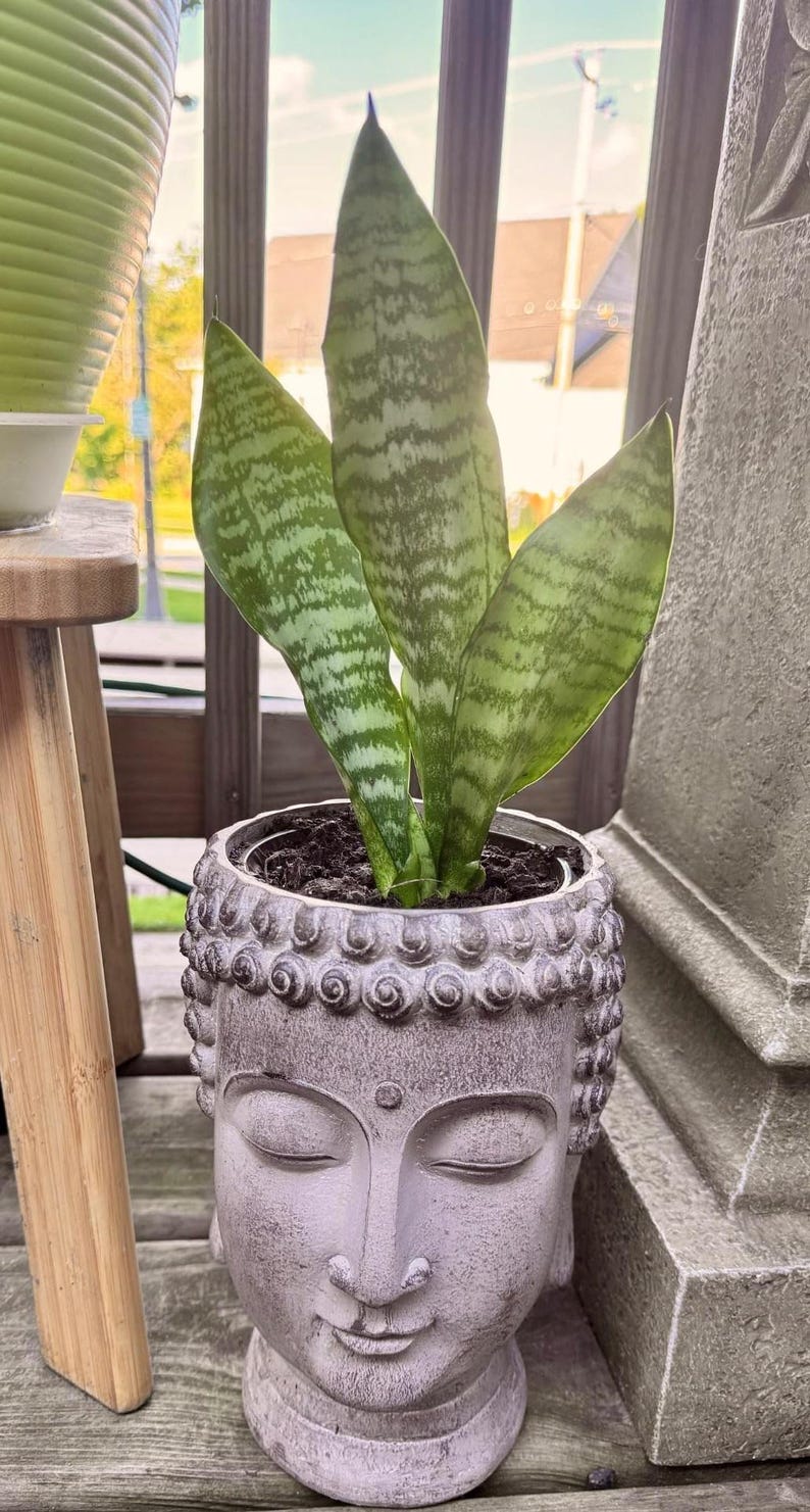 May include: A snake plant in a grey Buddha head pot. The plant has green and grey striped leaves. The pot sits on a wooden surface. The background includes a green pot and a wooden table leg. The pot is approximately 15 cm in diameter.