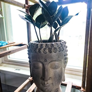 May include: A grey Buddha head plant pot containing a dark green plant. The pot features an intricate design and sits on a wooden shelf near a window. The plant has large, glossy leaves.