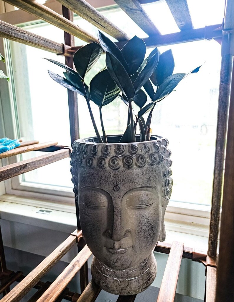 May include: A grey Buddha head plant pot containing a dark green plant. The pot features an intricate design and sits on a wooden shelf near a window. The plant has large, glossy leaves.