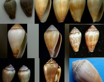 Californiconus (conus) californicus specimen (midsized to large))