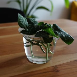 Pode incluir: Um vaso de vidro transparente com uma planta verde de folhas com manchas brancas. A planta está enraizada na água e o vaso está sobre uma mesa de madeira.