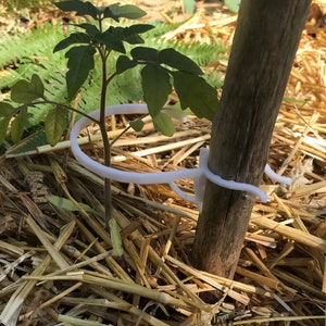 Può includere: Anello di supporto per piante in plastica bianca attaccato a un paletto di legno, utilizzato per aiutare una giovane pianta di pomodoro a crescere in posizione verticale. La pianta è circondata da pacciame di paglia.
