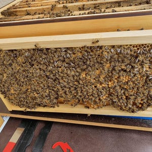 Flow Hive Frame Hanger | 3D Printed Flow Hive Accessories | Beekeeping Tools