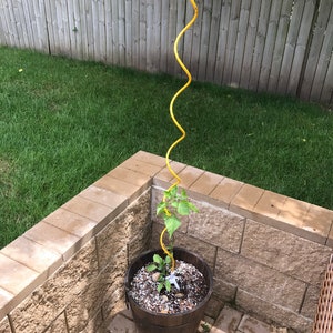 Peut inclure: Une petite plante aux feuilles vertes poussant dans un pot brun avec un treillis en spirale jaune. Le pot est posé sur une terrasse en briques.