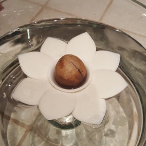 Op de afbeelding: Een bruine avocado pit is geplaatst in een witte plastic bloemvormige houder, drijvend in een glazen kom met water.