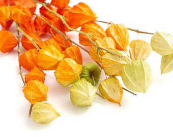 5 Stems Real Dried Plant Physalis Branche Chinese Lanterns for Autumn Home Decor for Halloween| Christmas Festival Decoration for Restaurant