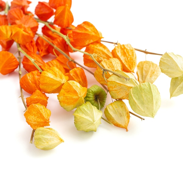 5 Stems Real Dried Plant Physalis Branche Chinese Lanterns for Autumn Home Decor for Halloween| Christmas Festival Decoration for Restaurant