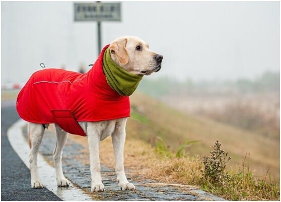 labrador jacket