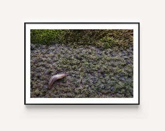 Animal macro photography “Chemin fait” - unframed photo print