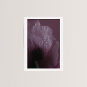 Pink flower photograph “Crumpled Tears” - unframed photo print