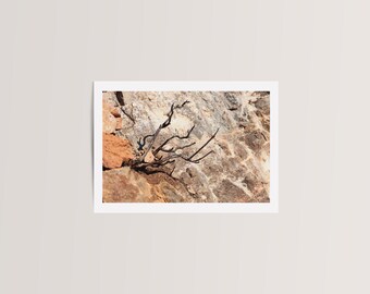 Arid landscape photography “Charred Survival” - unframed photo print