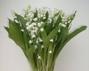 Lirio de los valles - Convallaria Majalis - 10 plantas - Resistente al invierno - Lirio de los valles