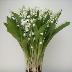 Lily of the Valley - Convallaria Majalis - 10 Plants - Winter Hardy - Lily of the valley