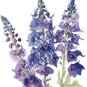 Watercolor botanical Delphinium Larkspur purple flower plant digital clipart, vector, png. jpg, jpeg, svg wall art, graphic