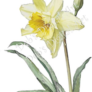 May include: A single yellow daffodil with a green bud and long green leaves. The flower is in bloom and has a yellow center.