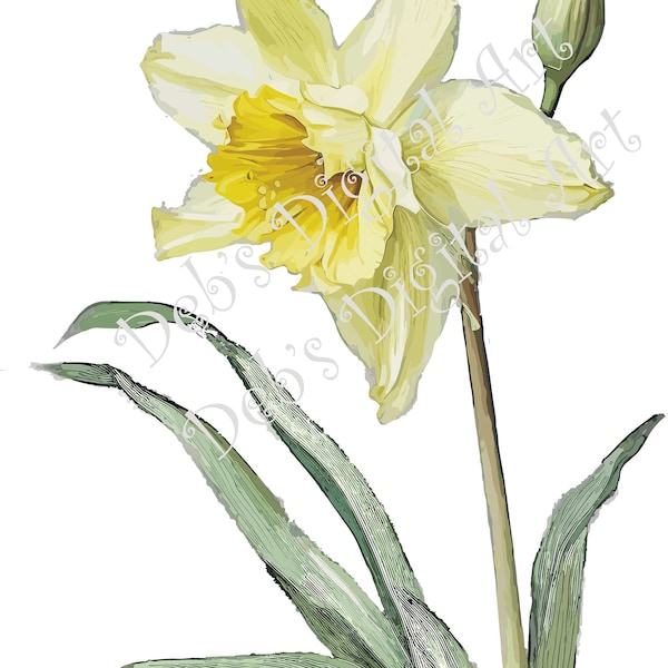 Watercolor botanical Daffodil yellow flower plant digital clipart, vector, png. jpg, jpeg, svg wall art, graphic