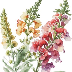 Watercolor botanical Snap Dragons Red Yellow plant flower digital clipart, vector, png. jpg, jpeg, svg wall art, graphic