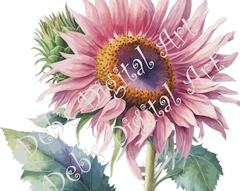 Aquarell Rosa Sonnenblume Clipart: Botanische Vektorgrafik (PNG, JPG, SVG)