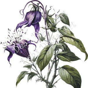 Akwarela botaniczna Nietoperz Kwiat Orchidea roślina fioletowy cyfrowy clipart, wektor, png. jpg, jpeg, svg sztuka ścienna, grafika