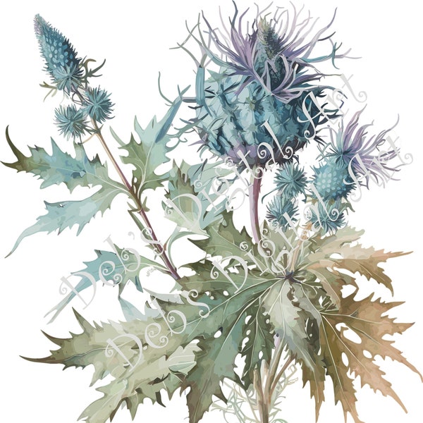 Watercolor botanical Sea Holly Eryngium green plant flower digital clipart, vector, png. jpg, jpeg, svg wall art, graphic