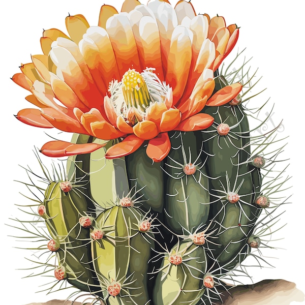 Watercolor botanical Cactus Rebutia orange flower plant digital clipart, vector, png, jpg, jpeg, svg wall art, graphic