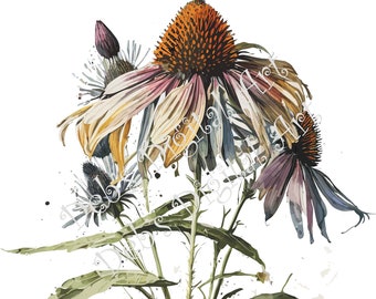 Watercolor botanical Coneflower grey Echinacea flowers digital clipart, vector, png. jpg, jpeg, svg wall art, graphic