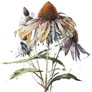 Watercolor botanical Coneflower grey Echinacea flowers digital clipart, vector, png. jpg, jpeg, svg wall art, graphic