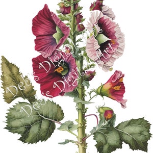 Aquarelle botanique rose trémière Jeweltone Bourgogne fleur plante numérique clipart, vecteur, png. Art mural jpg, jpeg, svg, graphique