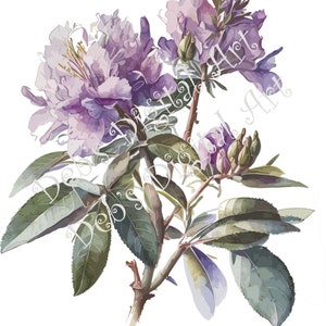 Watercolor botanical Rhododendron Azaleas purple plant flower digital clipart, vector, png. jpg, jpeg, svg wall art, graphic