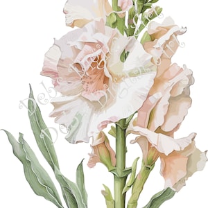 Watercolor botanical Gladiolus Ruffled white pink flower plant digital clipart, vector, png. jpg, jpeg, svg wall art, graphic