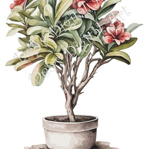 Akwarela botaniczna róża pustyni sukulent adenium roślina szare kwiaty cyfrowy clipart, wektor, png. jpg, jpeg, svg sztuka ścienna, grafika