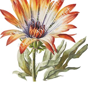 Watercolor botanical Gazania grey orange flower plant digital clipart, vector, png. jpg, jpeg, svg wall art, graphic