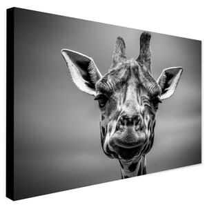 May include: A black and white photograph of a giraffe's head and neck. The giraffe is looking directly at the camera with a curious expression.