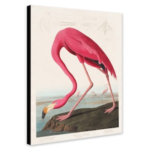 Pink Flamingo Vintage by John James Audubon (1785-1851) - Wrapped Framed Canvas - Rolled Canvas - Photo/Poster Print
