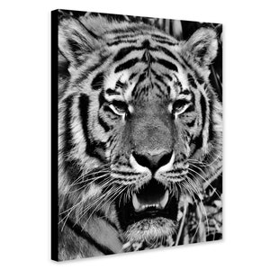May include: A black and white photograph of a tiger's face. The tiger is looking directly at the camera with its mouth slightly open, showing its teeth. The tiger's fur is striped and its whiskers are visible.